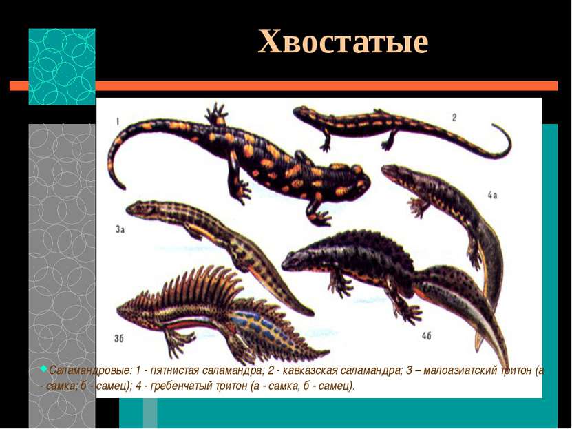 Хвостатые Саламандровые: 1 - пятнистая саламандра; 2 - кавказская саламандра;...