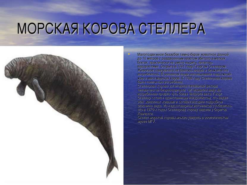 МОРСКАЯ КОРОВА СТЕЛЛЕРА Малоподвижное беззубое темно-бурое животное длиной до...