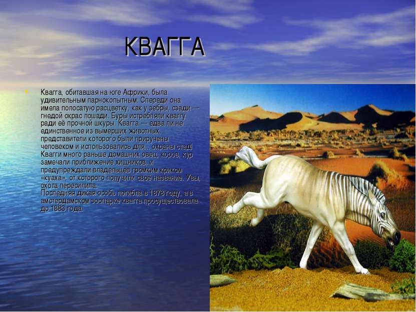 КВАГГА Квагга, обитавшая на юге Африки, была удивительным парнокопытным. Спер...