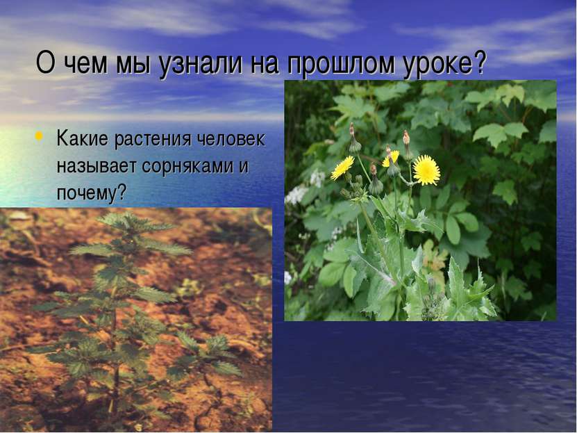 О чем мы узнали на прошлом уроке? Какие растения человек называет сорняками и...