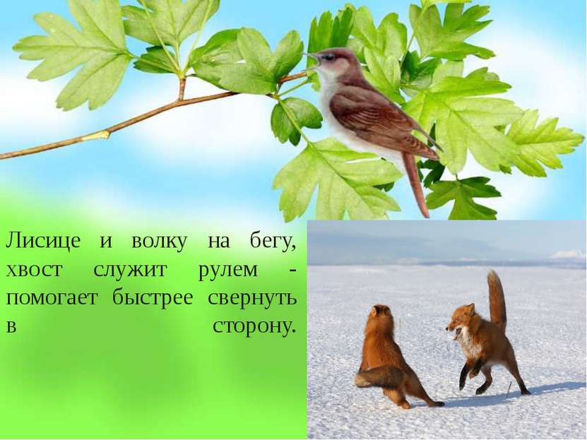 Лисице и волку на бегу, хвост служит рулем - помогает быстрее свернуть в стор...