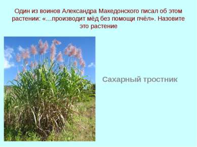 Один из воинов Александра Македонского писал об этом растении: «…производит м...