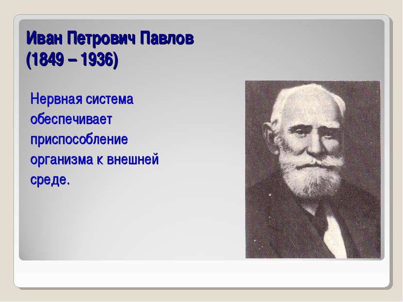 Иван Петрович Павлов (1849 – 1936) Нервная система обеспечивает приспособлени...