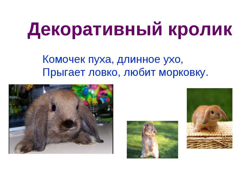 Декоративный кролик Комочек пуха, длинное ухо,  Прыгает ловко, любит морковку.
