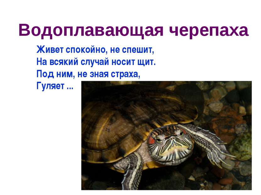 Водоплавающая черепаха Живет спокойно, не спешит, На всякий случай носит щит....