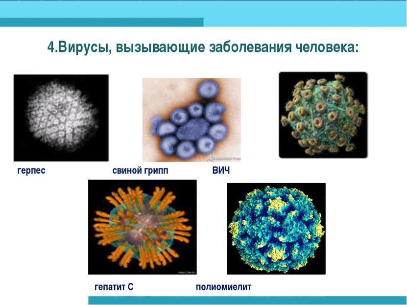 4.Вирусы, вызывающие заболевания человека: герпес свиной грипп ВИЧ гепатит С ...