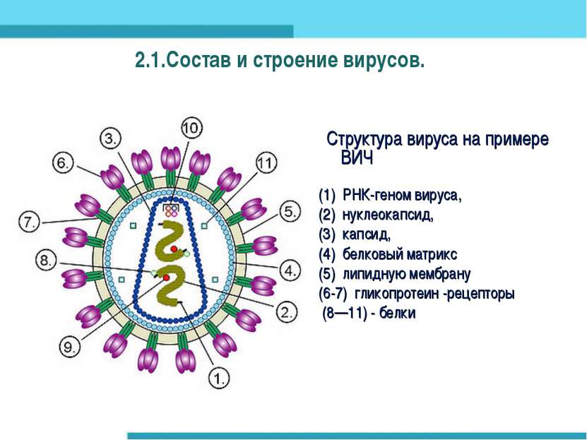 2.1.Состав и строение вирусов. Структура вируса на примере ВИЧ (1) РНК-геном ...