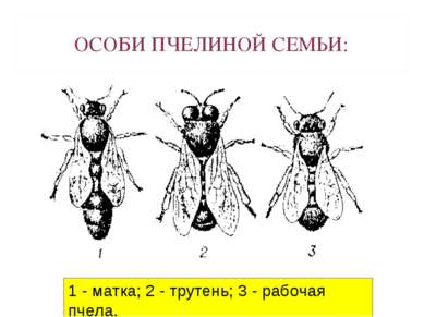 ОСОБИ ПЧЕЛИНОЙ СЕМЬИ: 1 - матка; 2 - трутень; 3 - рабочая пчела.