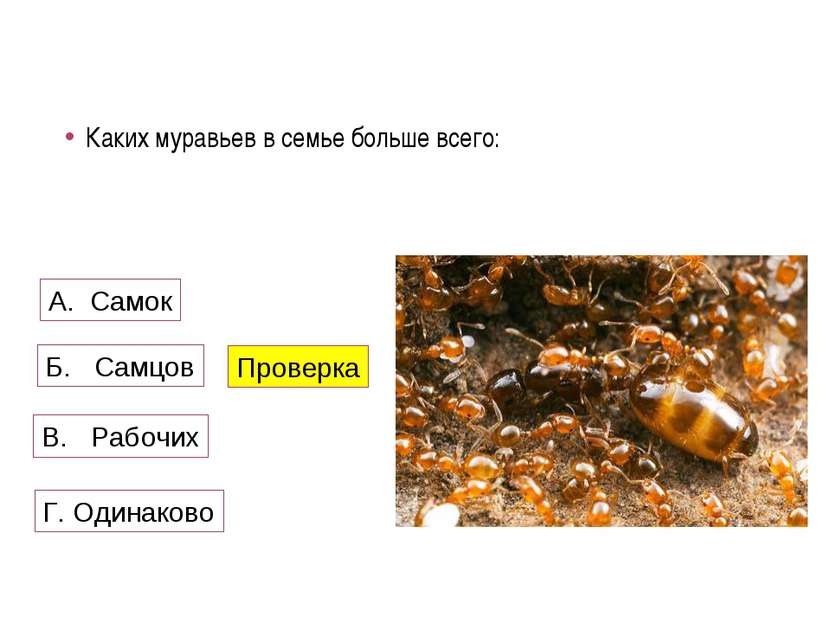 Каких муравьев в семье больше всего: А. Самок Б. Самцов В. Рабочих Проверка Г...