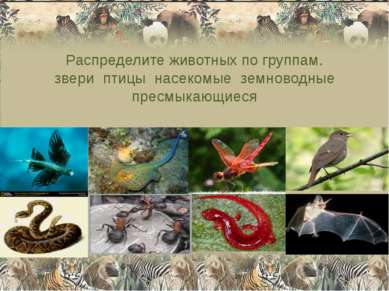 Распределите животных по группам. звери птицы насекомые земноводные пресмыкаю...
