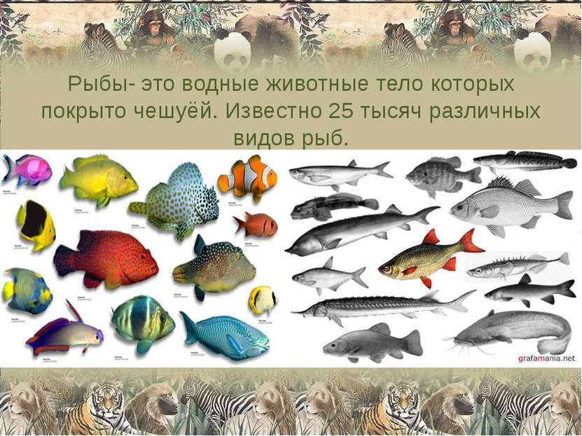 Рыбы- это водные животные тело которых покрыто чешуёй. Известно 25 тысяч разл...