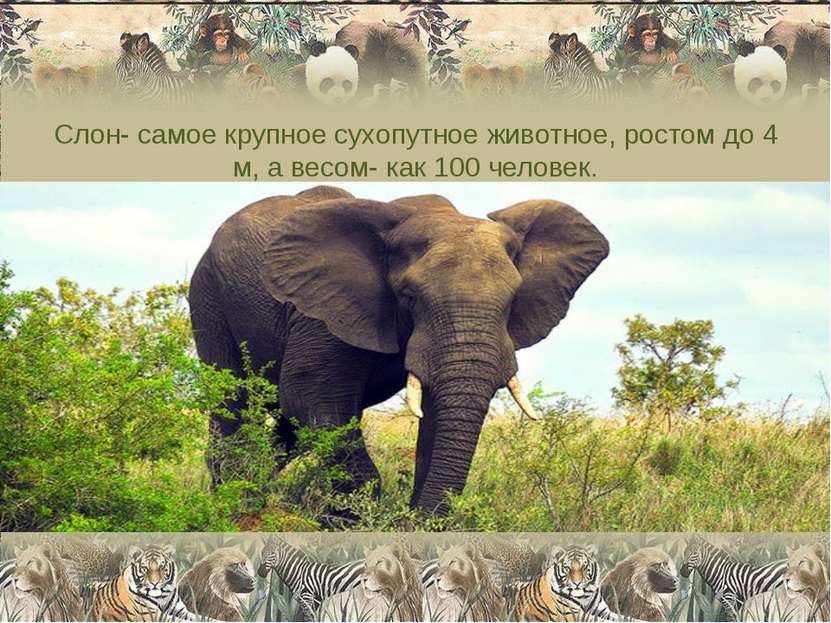 Слон- самое крупное сухопутное животное, ростом до 4 м, а весом- как 100 чело...