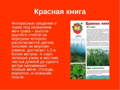 Красная книга Интересные сведения о траве под названием меч-трава – высота кр...