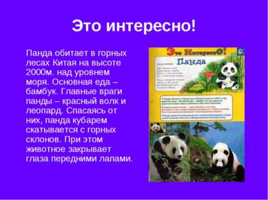 Это интересно! Панда обитает в горных лесах Китая на высоте 2000м. над уровне...