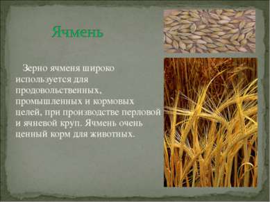 Зерно ячменя широко используется для продовольственных, промышленных и кормов...