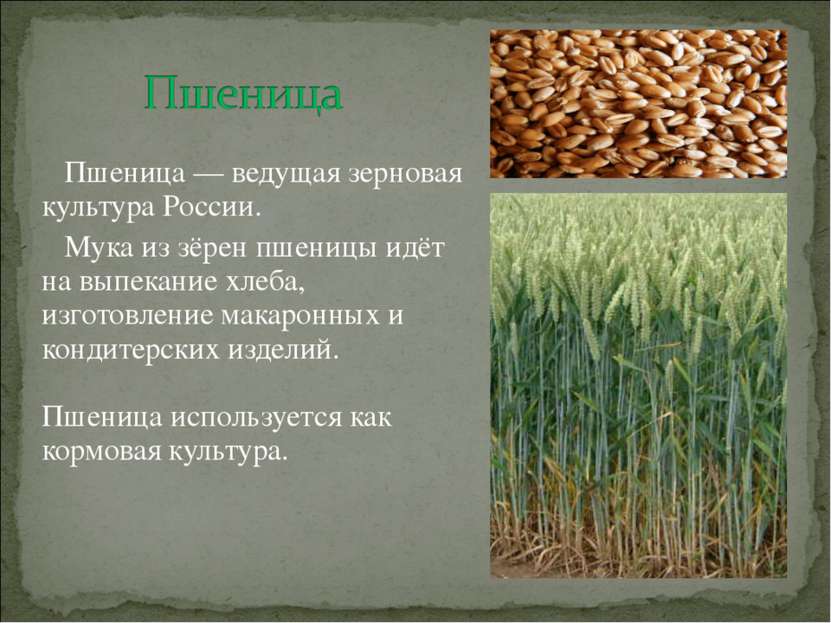Пшеница — ведущая зерновая культура России. Мука из зёрен пшеницы идёт на вып...