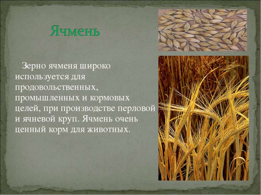 Зерно ячменя широко используется для продовольственных, промышленных и кормов...