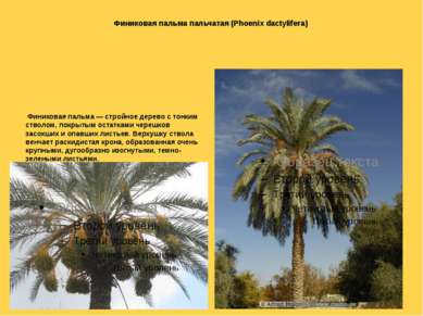 Финиковая пальма пальчатая (Phoenix dactylifera) Финиковая пальма — стройное ...