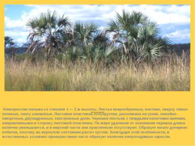 Веерная пальма (Chamaerops humilis)   Низкорослая пальма со стволом 1 — 2 м в...