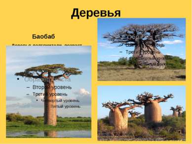 Деревья Баобаб Деревья-долгожители, возраст некоторых достигает 4-6 тыс. лет