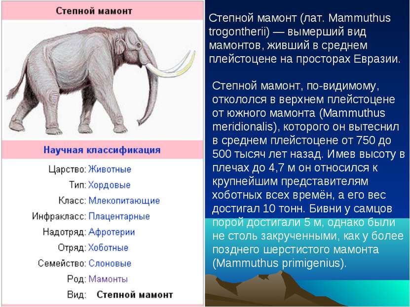 Сколько живут мамонты. Mammuthus trogontherii. Виды Мамонтов. Мамонт Mammuthus primigenius. Мамонт вид род.