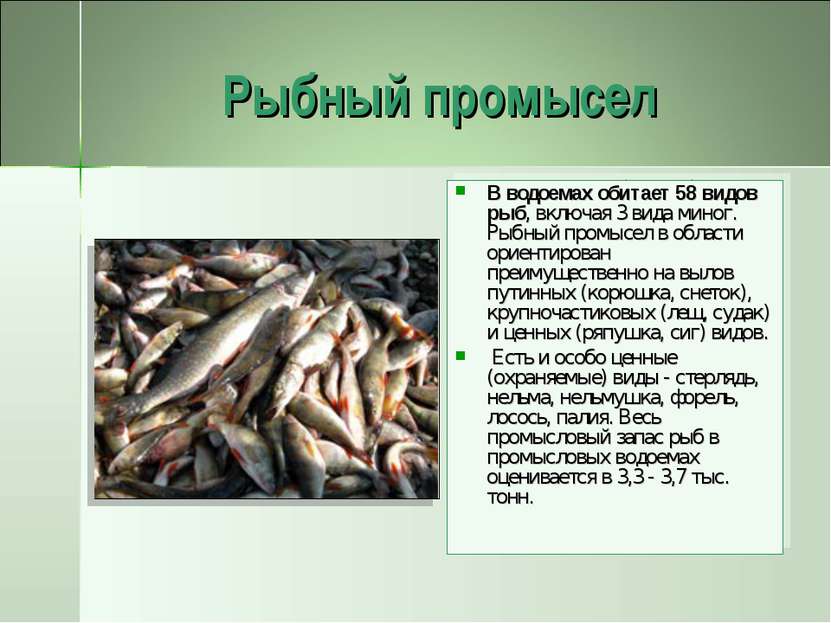 Рыбный промысел В водоемах обитает 58 видов рыб, включая 3 вида миног. Рыбный...