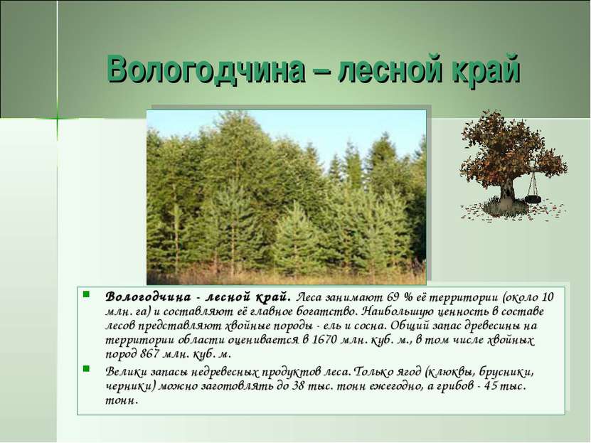 Вологодчина – лесной край Вологодчина - лесной край. Леса занимают 69 % её те...