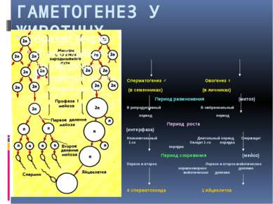 ГАМЕТОГЕНЕЗ У ЖИВОТНЫХ Сперматогенез ♂ Овогенез ♀ (в семенниках) (в яичниках)...
