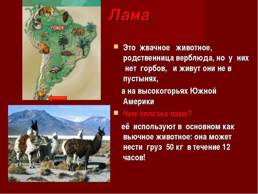 Лама Это жвачное животное, родственница верблюда, но у них нет горбов, и живу...