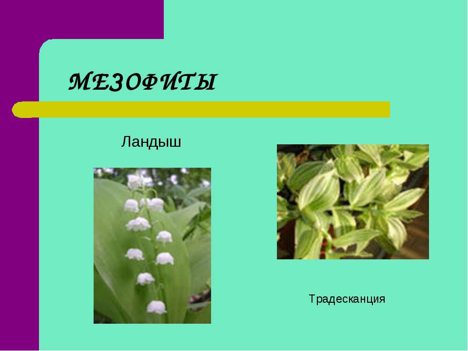 Древесные породы мезофиты средне влаголюбивые это. Растения мезофиты. Мезофиты примеры растений. Мезофиты приспособления.