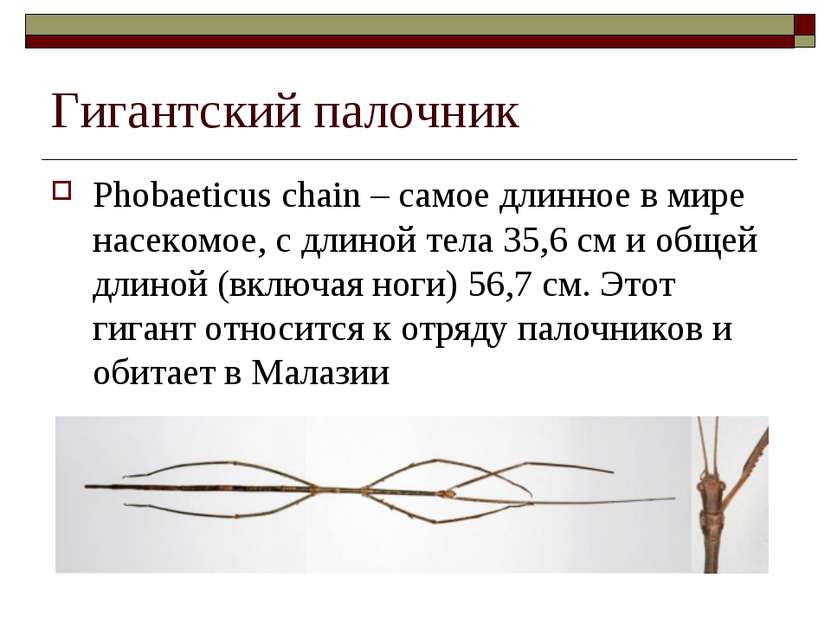 Гигантский палочник Phobaeticus chain – самое длинное в мире насекомое, с дли...