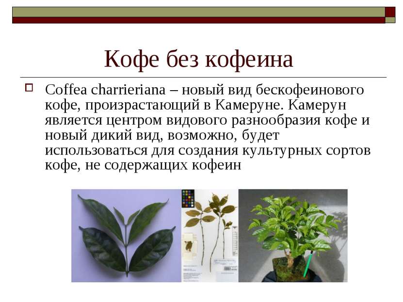 Кофе без кофеина Coffea charrieriana – новый вид бескофеинового кофе, произра...