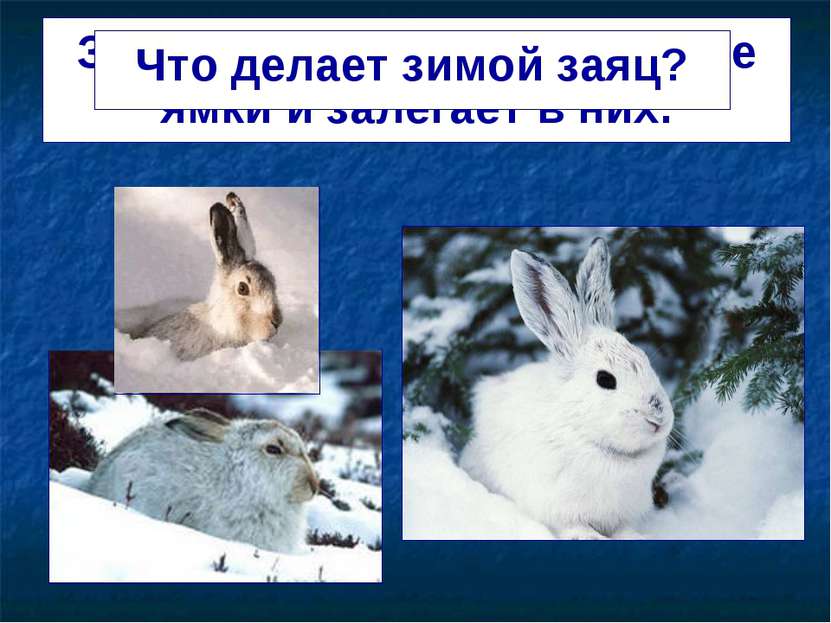 Заяц делает в снегу глубокие ямки и залегает в них. Что делает зимой заяц?