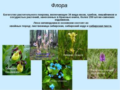 Флора Богатство растительного покрова, включающее 34 вида мхов, грибов, лишай...