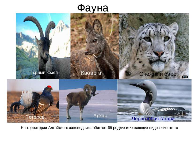 Фауна На территории Алтайского заповедника обитает 59 редких исчезающих видов...