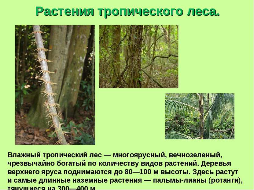 Растения армении фото с названиями