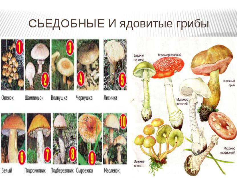 СЬЕДОБНЫЕ И ядовитые грибы