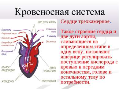 Сердце трехкамерное. Такое строение сердца и две дуги аорты, сливающиеся на о...