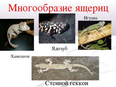 Многообразие ящериц Хамелеон Игуана Стенной геккон Ядозуб