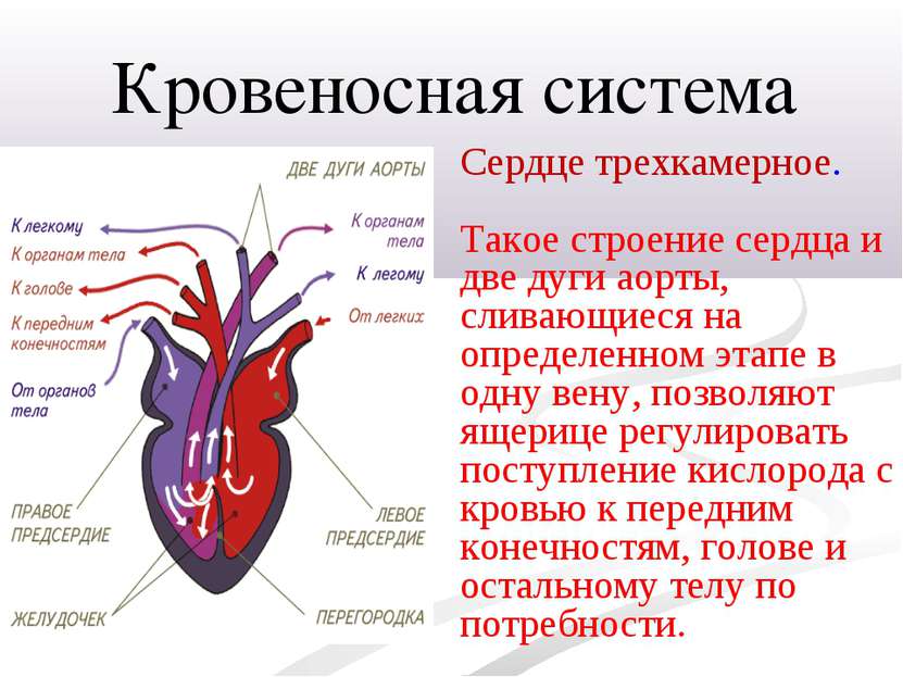 Сердце трехкамерное. Такое строение сердца и две дуги аорты, сливающиеся на о...