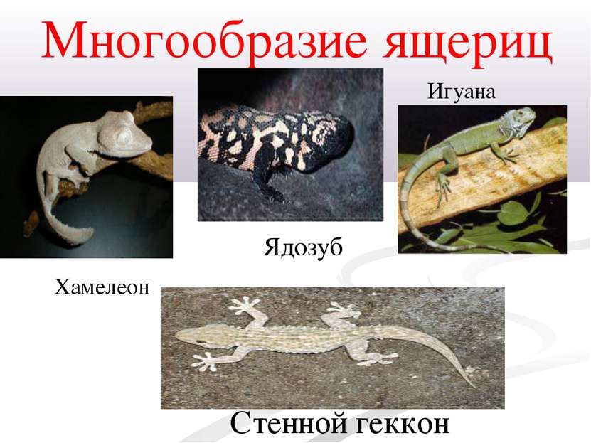 Многообразие ящериц Хамелеон Игуана Стенной геккон Ядозуб