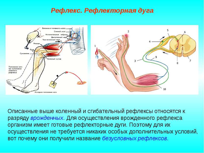 Рефлекс. Рефлекторная дуга Описанные выше коленный и сгибательный рефлексы от...