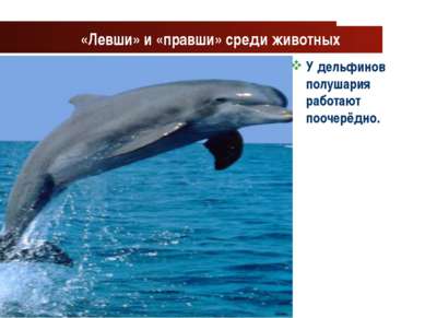 www.themegallery.com Company Logo «Левши» и «правши» среди животных У дельфин...