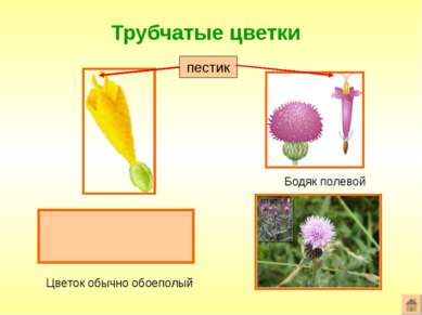 Трубчатые цветки Формула цветка: *Ч0Л(5)Т(5)П1 Бодяк полевой Цветок обычно об...