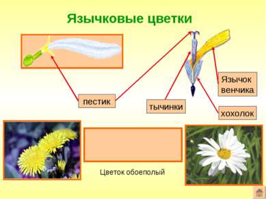 Язычковые цветки Формула цветка: ^Ч0Л(5)Т(5)П1 пестик Язычок венчика Цветок о...