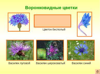 Воронковидные цветки Формула цветка: ^или*Ч0Л(5)Т0П0 Цветок бесполый Василек ...