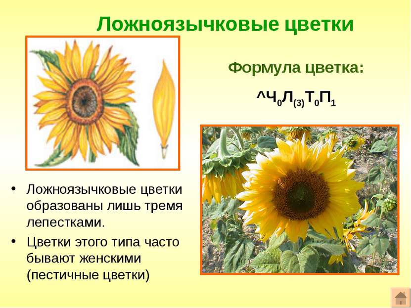 Ложноязычковые цветки Формула цветка: ^Ч0Л(3)Т0П1 Ложноязычковые цветки образ...