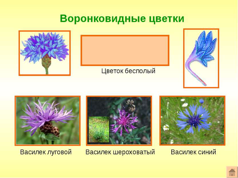 Воронковидные цветки Формула цветка: ^или*Ч0Л(5)Т0П0 Цветок бесполый Василек ...