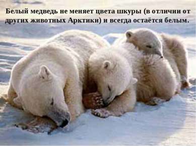 Белый медведь не меняет цвета шкуры (в отличии от других животных Арктики) и ...