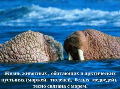 Жизнь животных , обитающих в арктических пустынях (моржей, тюленей, белых мед...